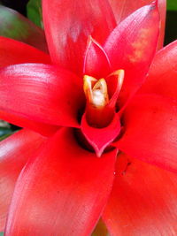 Close-up of pink flower