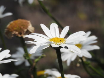 Close-up of white daisy