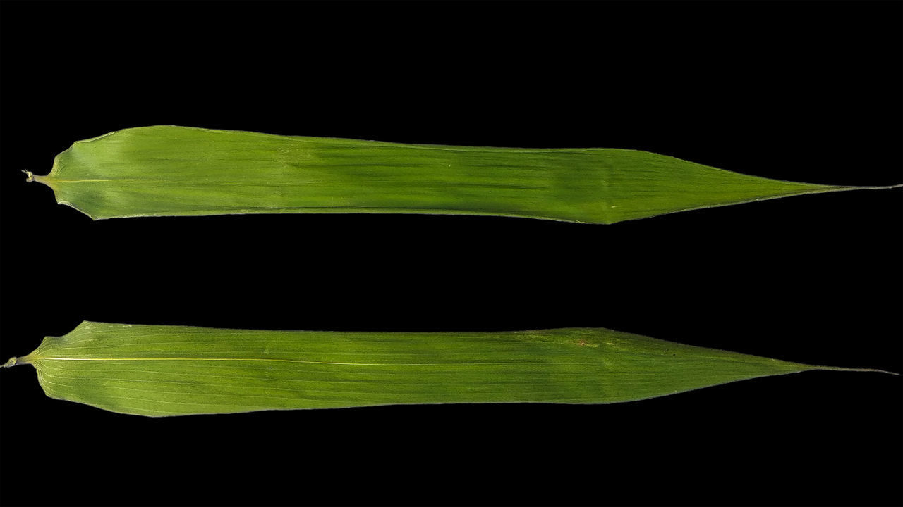 CLOSE-UP OF GREEN LEAVES ON BLACK BACKGROUND