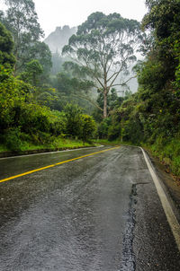 Trees growing by empty wet road at forest during rainy season