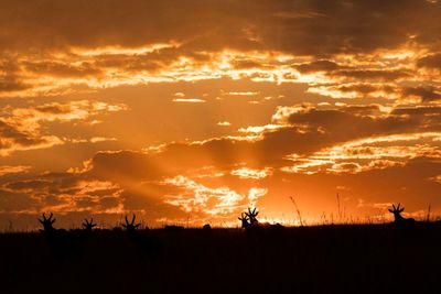 Silhouette of landscape at sunset