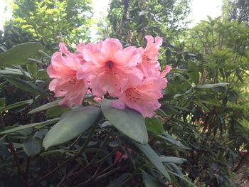 Close-up of pink flowers