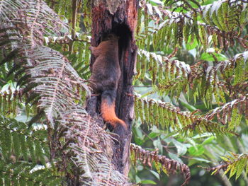 Monkey sitting on tree branch in forest