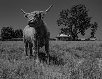 Horse standing in a field