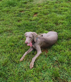 High angle view of dog on field