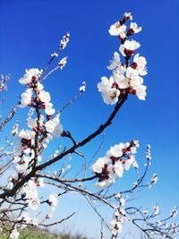 Low angle view of cherry blossoms against blue sky