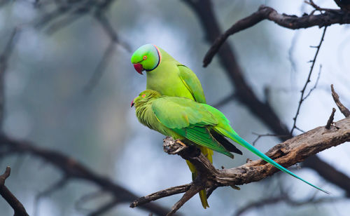 Low angle view of parrots perching on tree