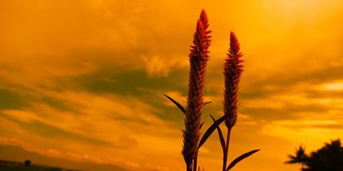Close-up of silhouette plant against orange sky