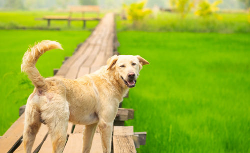 High angle view of golden retriever on field