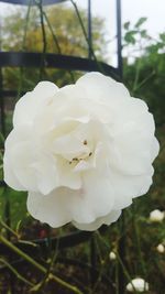 Close-up of white flower blooming outdoors