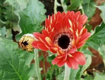 Close-up of flower blooming outdoors