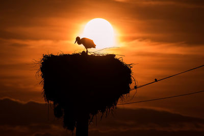 Silhouette bird on a orange sunset