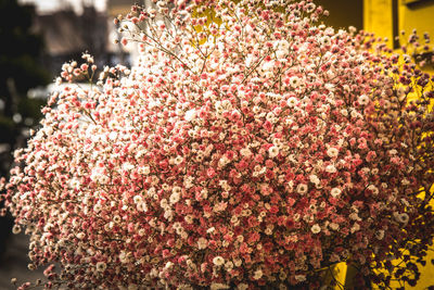 Close-up of pink flowers on tree