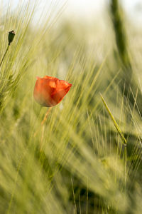 Close-up of red poppy flower on field