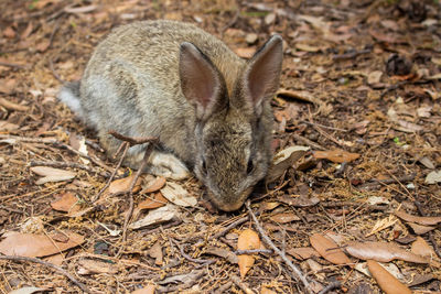 High angle view of animal on field