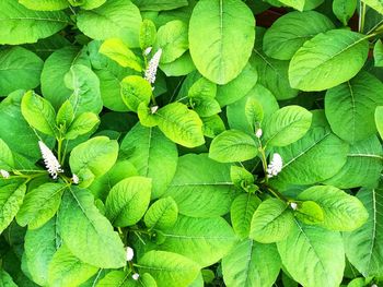 High angle view of green leaves on plant