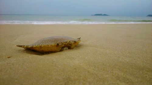 Lizard on beach against sky