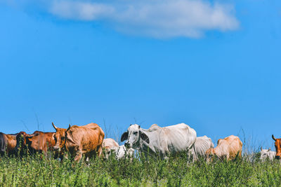View of cows on field against blue sky