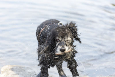 High angle view of dog swimming in water