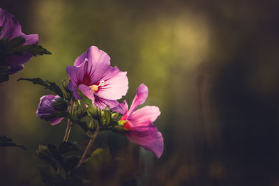 Close-up of pink flowering plant