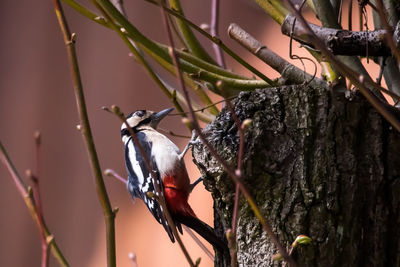 Close-up of bird perching on tree