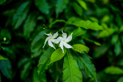 Close-up of flower against blurred background