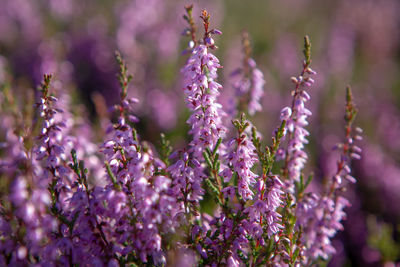 Close-up of purple flowering plants