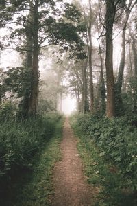 Trees in forest