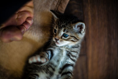 Midsection of person with kitten