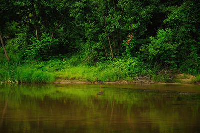 Scenic view of lake in forest