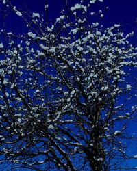 Low angle view of tree against blue sky