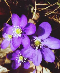 Close-up of purple flowers