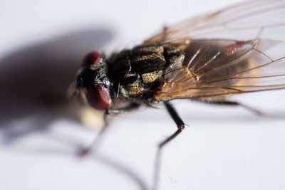 Close-up of housefly