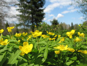 Close-up of yellow flowers blooming in field