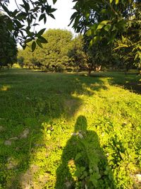 Shadow of tree on field