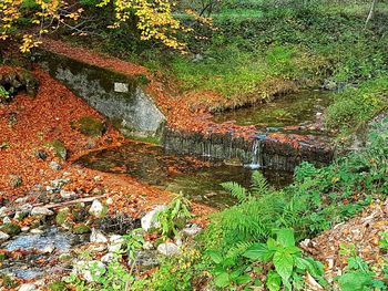 Plants growing in forest during autumn