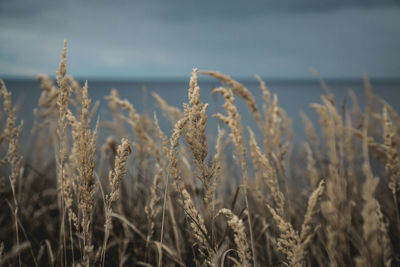 Close-up of stalks in field against sky