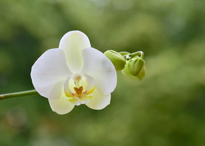 Close-up of white flowering plant