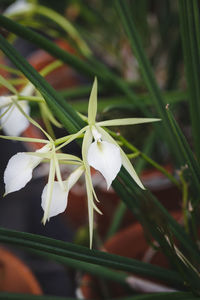 Close-up of white flowers