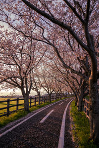 Trees on field