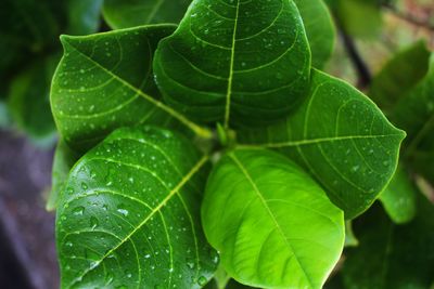 Close-up of wet plant leaves