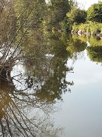 Reflection of tree in lake against sky