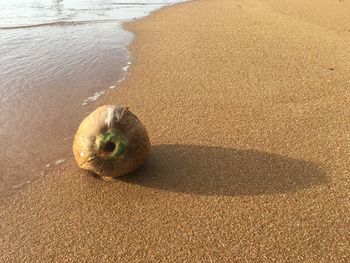 High angle view of fruit on beach