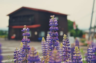 Close-up of purple flowering plant against building