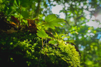 Close-up of green leaves