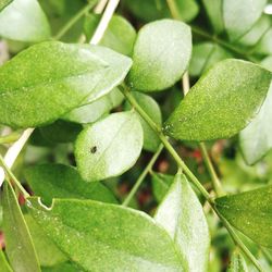 Close-up of fresh green leaves