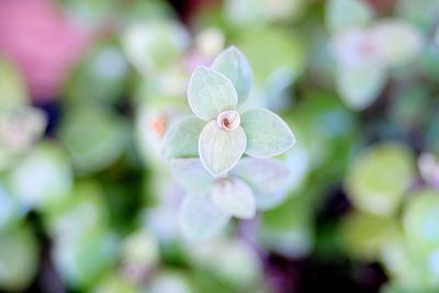 Close-up of flowering plant