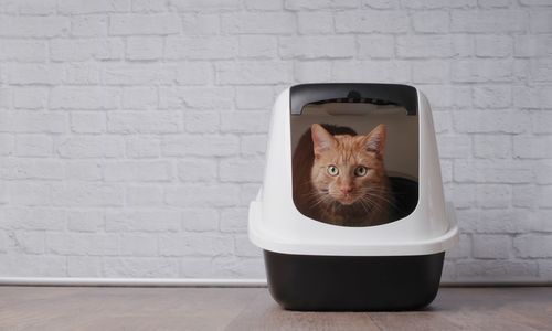 Portrait of cat relaxing in container against wall