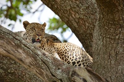 Cat sitting on tree trunk