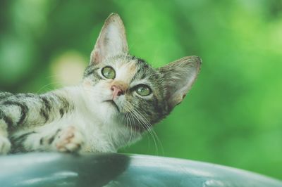 Close-up portrait of a cat